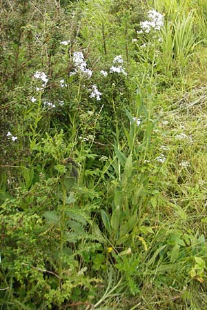 Hesperis matronalis \ Gewhnliche Nachtviole / Dame's Violet, IRL Donegal Airport 18.6.2012