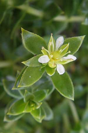 Honckenya peploides \ Salz-Miere / Sea Sandwort, IRL Connemara, Roundstone 17.6.2012