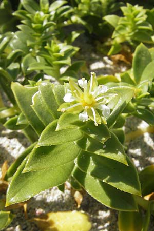 Honckenya peploides \ Salz-Miere / Sea Sandwort, IRL Connemara, Roundstone 17.6.2012
