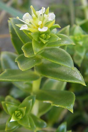 Honckenya peploides \ Salz-Miere / Sea Sandwort, IRL Connemara, Roundstone 17.6.2012