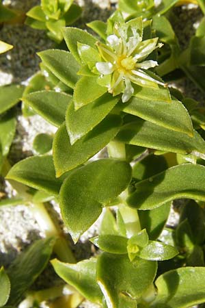 Honckenya peploides \ Salz-Miere / Sea Sandwort, IRL Connemara, Roundstone 17.6.2012