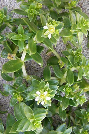 Honckenya peploides \ Salz-Miere / Sea Sandwort, IRL Connemara, Roundstone 17.6.2012