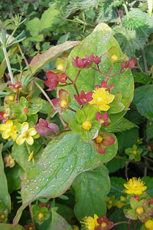 Hypericum androsaemum \ Blut-Johanniskraut, Mannsblut / Tutsan, IRL County Galway, Oughterard 17.6.2012