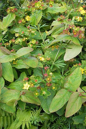 Hypericum androsaemum \ Blut-Johanniskraut, Mannsblut / Tutsan, IRL County Galway, Oughterard 17.6.2012