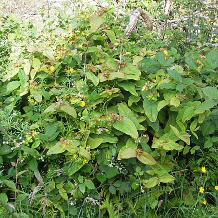Hypericum androsaemum \ Blut-Johanniskraut, Mannsblut / Tutsan, IRL County Galway, Oughterard 17.6.2012