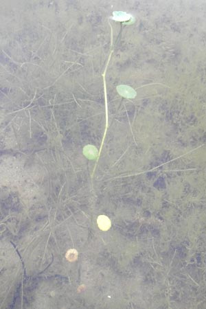 Hydrocotyle vulgaris \ Gewhnlicher Wassernabel / Marsh Pennywort, IRL County Sligo, Mullaghmore 18.6.2012