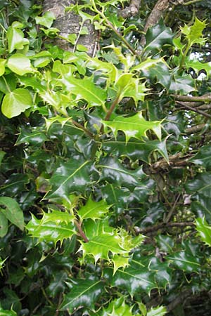 Ilex aquifolium \ Stechpalme / Holly, IRL County Kerry, Glenbeigh 16.6.2012