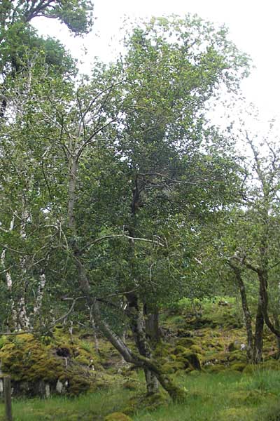 Ilex aquifolium \ Stechpalme / Holly, IRL County Kerry, Killarney 16.6.2012