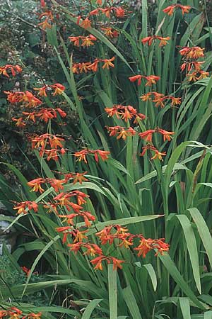 Crocosmia aurea x pottsii \ Montbretie / Montbretia, IRL Doolin 9.8.2005