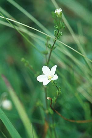 Sagina nodosa \ Knotiges Mastkraut / Knotted Pearlwort, IRL County Galway, Lough Corrib 9.8.2005