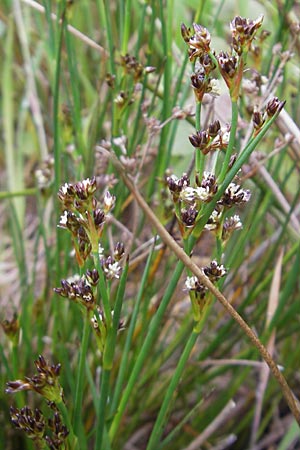 Juncus articulatus \ Glieder-Binse, Glanzfrchtige Binse / Jointlead Rush, IRL County Kerry, Glenbeigh 16.6.2012