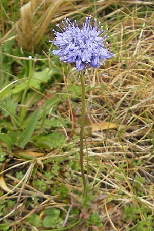 Jasione montana \ Berg-Sandglckchen, Schaf-Rapunzel / Sheep's Bit, IRL County Donegal, Cruit Island 18.6.2012