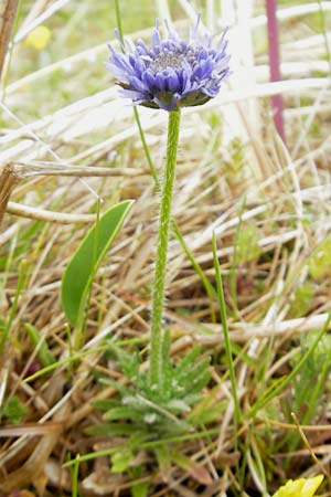 Jasione montana \ Berg-Sandglckchen, Schaf-Rapunzel / Sheep's Bit, IRL County Donegal, Cruit Island 18.6.2012