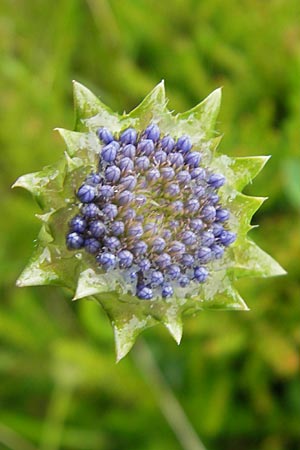 Jasione montana \ Berg-Sandglckchen, Schaf-Rapunzel / Sheep's Bit, IRL County Donegal, Horn Head 18.6.2012