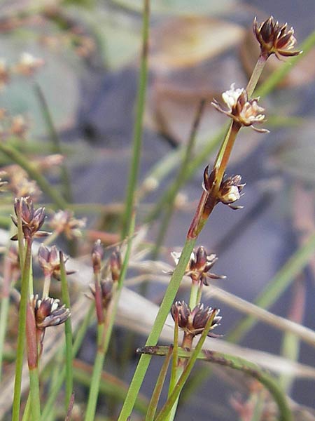 Juncus articulatus \ Glieder-Binse, Glanzfrchtige Binse / Jointlead Rush, IRL Connemara, Recess 17.6.2012