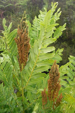 Osmunda regalis \ Knigs-Farn / Royal Fern, IRL County Donegal, Letterkenny 18.6.2012