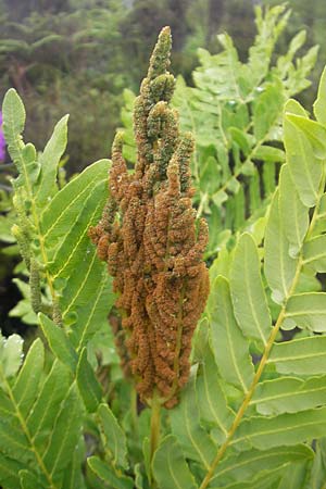 Osmunda regalis \ Knigs-Farn / Royal Fern, IRL County Donegal, Letterkenny 18.6.2012