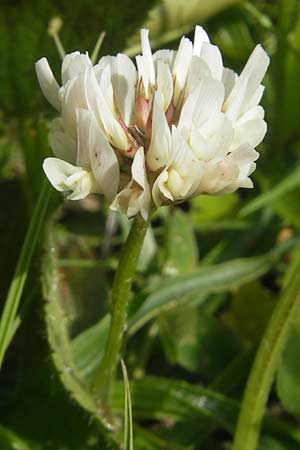 Trifolium repens \ Wei-Klee, Weiklee / White Clover, IRL County Galway, Lough Corrib 17.6.2012