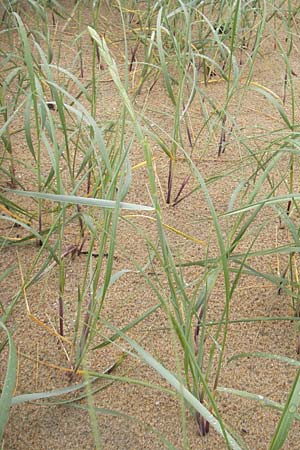 Elymus farctus \ Binsen-Quecke, Strandweizen / Sand Couch, See Wheat, IRL County Donegal, Cruit Island 18.6.2012
