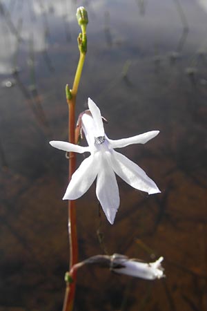 Lobelia dortmanna \ Wasser-Lobelie / Water Lobelia, Dortmann's Cardinalflower, IRL County Galway, Lough Corrib 17.6.2012