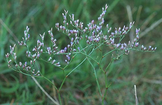 Limonium humile \ Groblttriger Strandflieder / Lax-flowered Sea Lavender, IRL Rosslare 8.8.2005