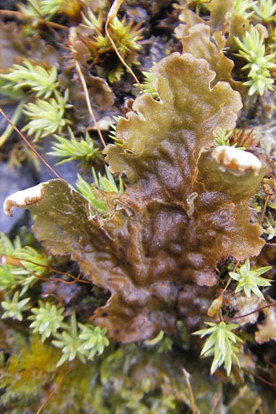 Peltigera praetextata ? \ Schuppen-Hundsflechte / Dog Lichen, IRL Burren, Lisdoonvarna 15.6.2012