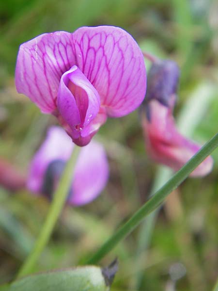 Lathyrus linifolius \ Berg-Platterbse / Bitter Vetchling, IRL Burren, Fanore 15.6.2012