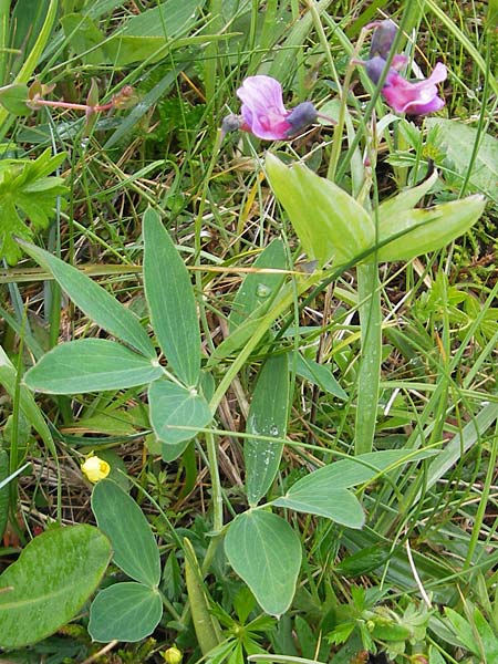 Lathyrus linifolius \ Berg-Platterbse / Bitter Vetchling, IRL Burren, Fanore 15.6.2012