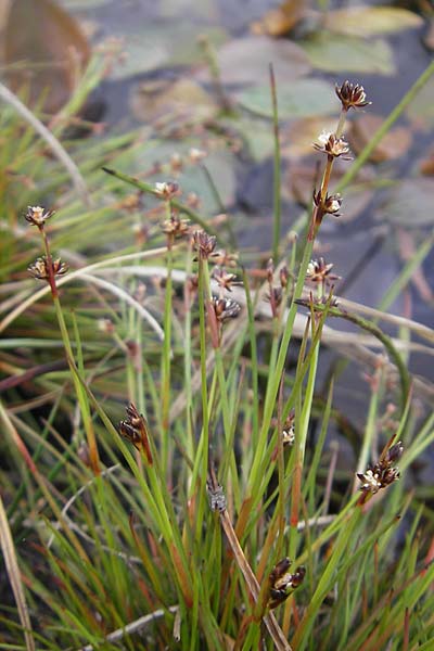 Juncus articulatus \ Glieder-Binse, Glanzfrchtige Binse / Jointlead Rush, IRL Connemara, Recess 17.6.2012