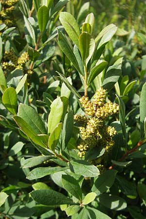 Myrica gale \ Gagelstrauch / Bog Myrtle, IRL County Galway, Lough Corrib 17.6.2012