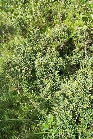 Myrica gale \ Gagelstrauch / Bog Myrtle, IRL County Galway, Lough Corrib 17.6.2012