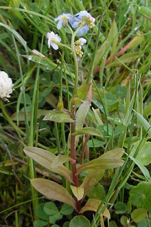 Myosotis scorpioides agg. \ Sumpf-Vergissmeinnicht / Water Forget-me-not, IRL County Sligo, Mullaghmore 18.6.2012