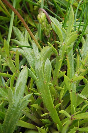 Plantago coronopus subsp. coronopus \ Krhenfu-Wegerich / Buck's-horn Plantain, IRL County Galway, Kinvarra 14.6.2012