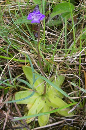 Pinguicula vulgaris \ Gemeines Fettkraut / Common Butterwort, IRL Burren, Fanore 15.6.2012