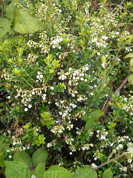 Gaultheria mucronata \ Torf-Myrte / Prickly Heath, IRL County Galway, Lough Corrib 17.6.2012