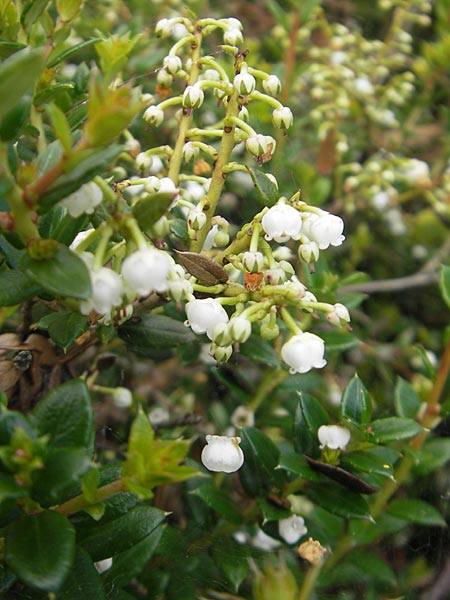 Gaultheria mucronata \ Torf-Myrte / Prickly Heath, IRL County Galway, Lough Corrib 17.6.2012