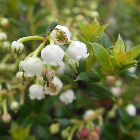 Gaultheria mucronata \ Torf-Myrte / Prickly Heath, IRL County Galway, Lough Corrib 17.6.2012
