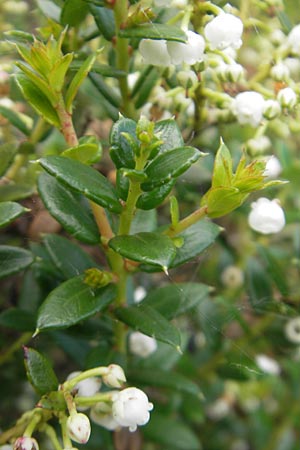 Gaultheria mucronata \ Torf-Myrte / Prickly Heath, IRL County Galway, Lough Corrib 17.6.2012