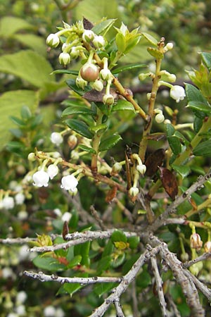 Gaultheria mucronata \ Torf-Myrte / Prickly Heath, IRL County Galway, Lough Corrib 17.6.2012