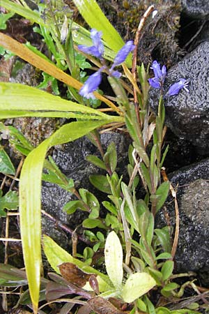 Polygala vulgaris \ Gewhnliche Kreuzblume, Gewhnliches Kreuzblmchen / Common Milkwort, IRL Burren, Ballyvaughn 14.6.2012