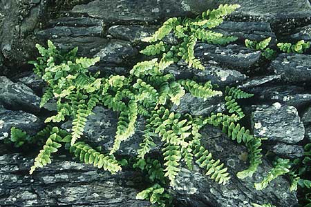 Asplenium marinum \ Klippen-Streifenfarn, K&uuml;stenfarn / Sea Spleenwort, IRL Insel/island Skellig Michael 15.8.2005