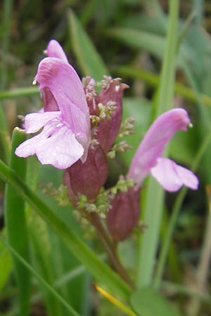 Pedicularis sylvatica \ Wald-Lusekraut / Common Louseport, IRL Burren, Fanore 15.6.2012