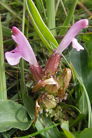 Pedicularis sylvatica \ Wald-Lusekraut / Common Louseport, IRL Burren, Fanore 15.6.2012