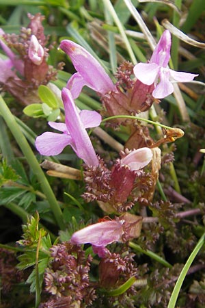Pedicularis sylvatica \ Wald-Lusekraut / Common Louseport, IRL Burren, Fanore 15.6.2012