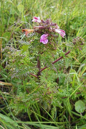 Pedicularis sylvatica \ Wald-Lusekraut / Common Louseport, IRL County Sligo, Mullaghmore 18.6.2012