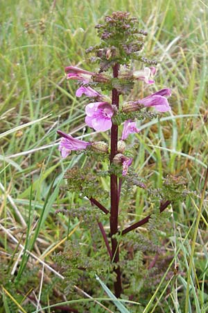 Pedicularis sylvatica \ Wald-Lusekraut / Common Louseport, IRL County Sligo, Mullaghmore 18.6.2012