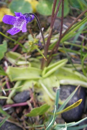 Pinguicula vulgaris \ Gemeines Fettkraut / Common Butterwort, IRL County Galway, Lough Corrib 17.6.2012