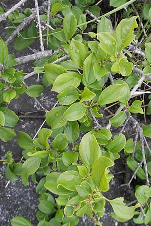 Rhamnus cathartica \ Purgier-Kreuzdorn, Echter Kreuzdorn / Buckthorn, IRL Burren, Lough Gealain 15.6.2012