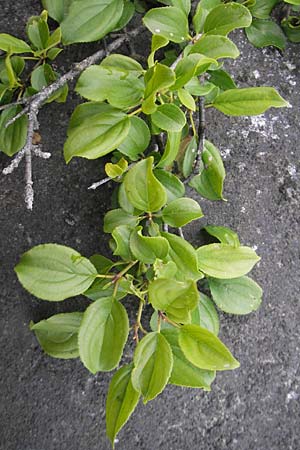 Rhamnus cathartica \ Purgier-Kreuzdorn, Echter Kreuzdorn / Buckthorn, IRL Burren, Lough Gealain 15.6.2012