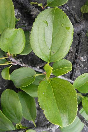Rhamnus cathartica \ Purgier-Kreuzdorn, Echter Kreuzdorn / Buckthorn, IRL Burren, Lough Gealain 15.6.2012